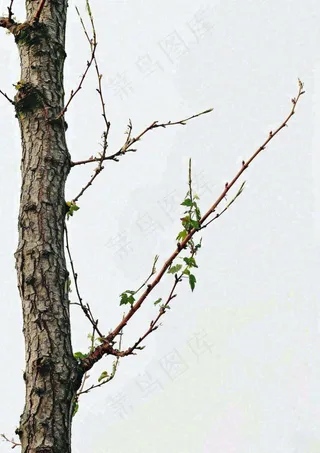 简约白底户外枝叶树枝，极简中国风，立冬摄影图