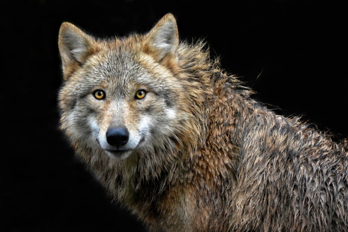 湿哒哒的狼图片