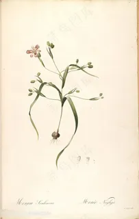 雷杜德原版高清复古花卉唯美插画 雷杜德原版高清复古花卉唯美插画