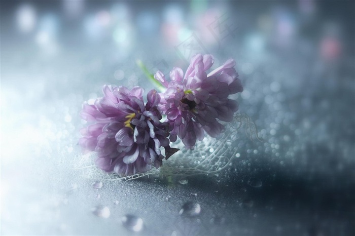 高清唯美鲜花特写图片