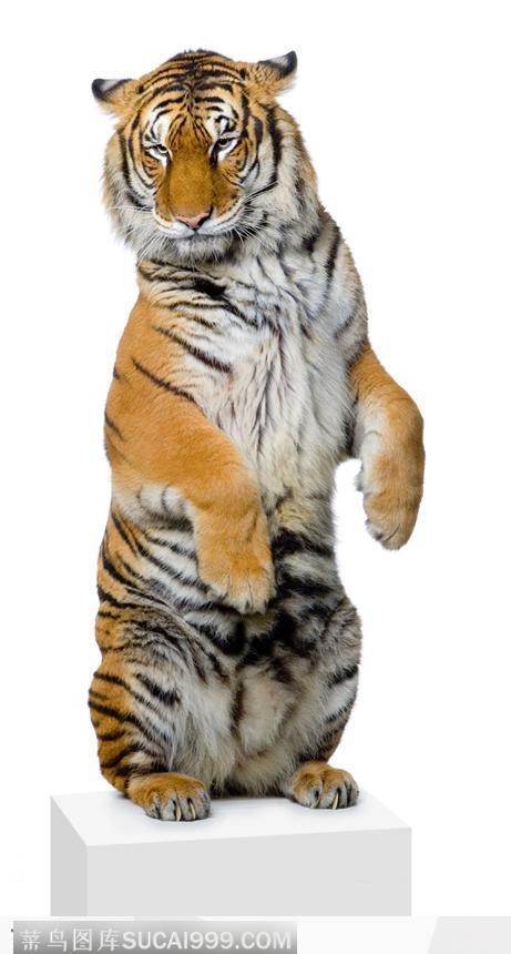 直立的老虎