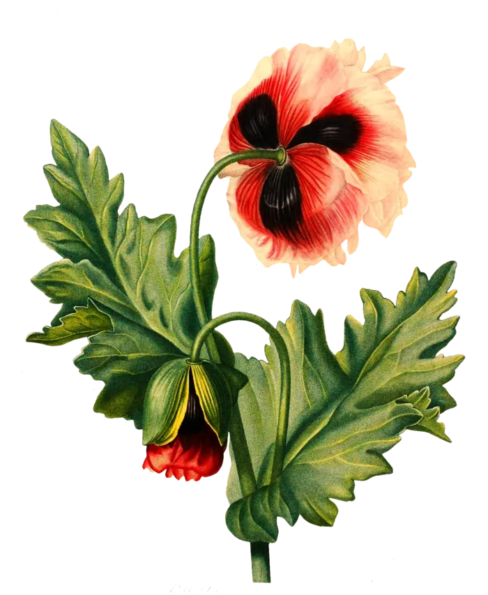 复古手绘植物花卉插画 免抠