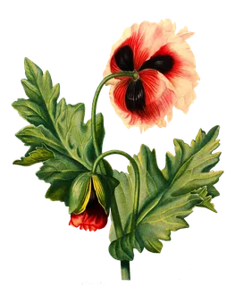 复古手绘植物花卉插画 免抠