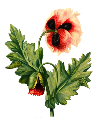 复古手绘植物花卉插画 免抠