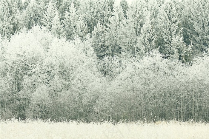 白色唯美的冬日树林