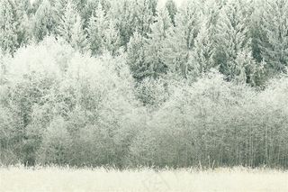 白色唯美的冬日树林