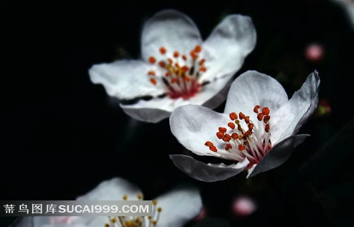 鲜花白色梅花摄影