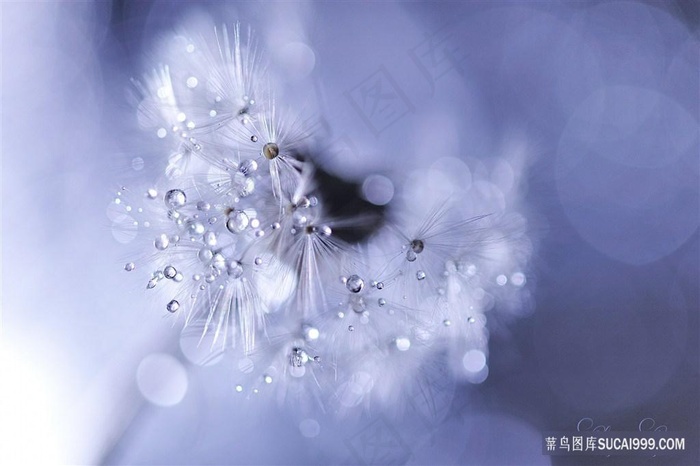 唯美水珠蒲公英鲜花图片