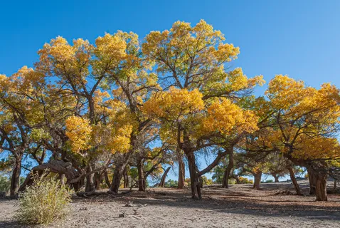 额济纳旗胡杨