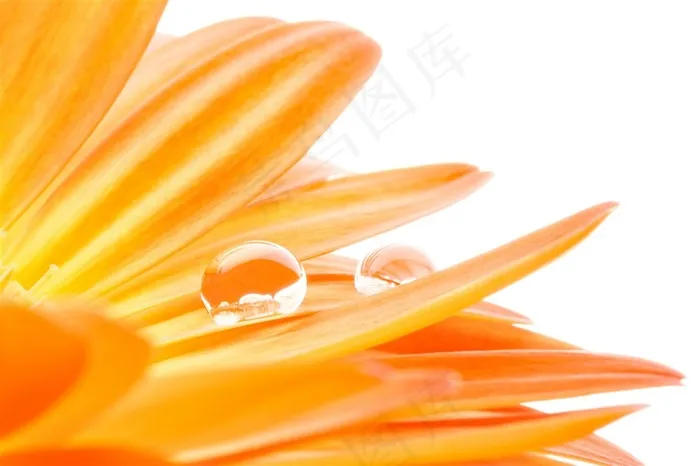 黄色花瓣上的小水珠特写高清图片
