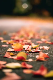 秋天落叶飘落在地上摄影图