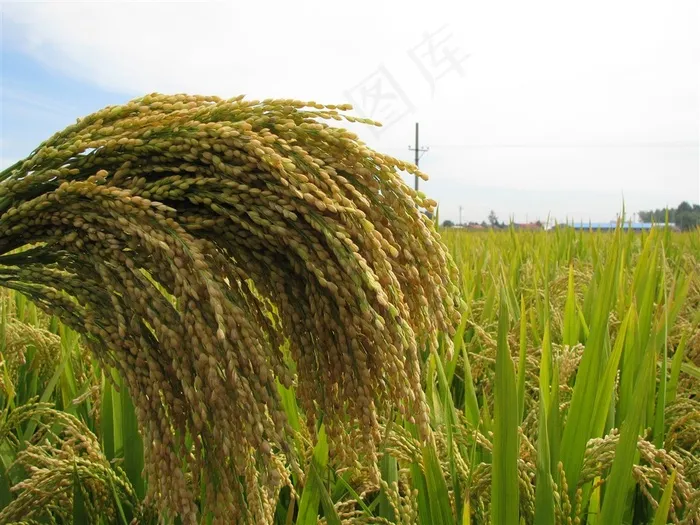 水稻稻田图片素材