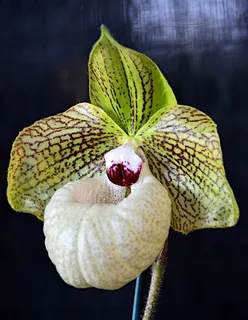 超高清鲜花图片 超高清鲜花图片