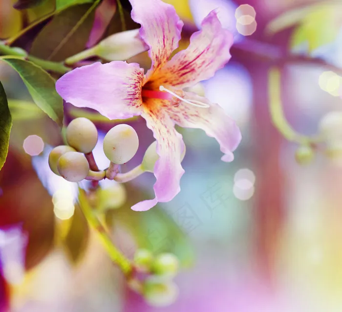 粉色百合花图片下载