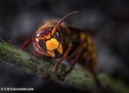 微距摄影蜜蜂图片昆虫图片