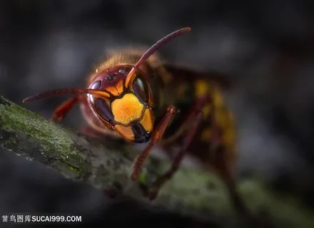 微距摄影蜜蜂图片昆虫图片 微距摄影蜜蜂图片昆虫图片