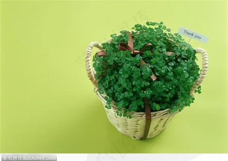 礼物饰品-碗中的绿色植物