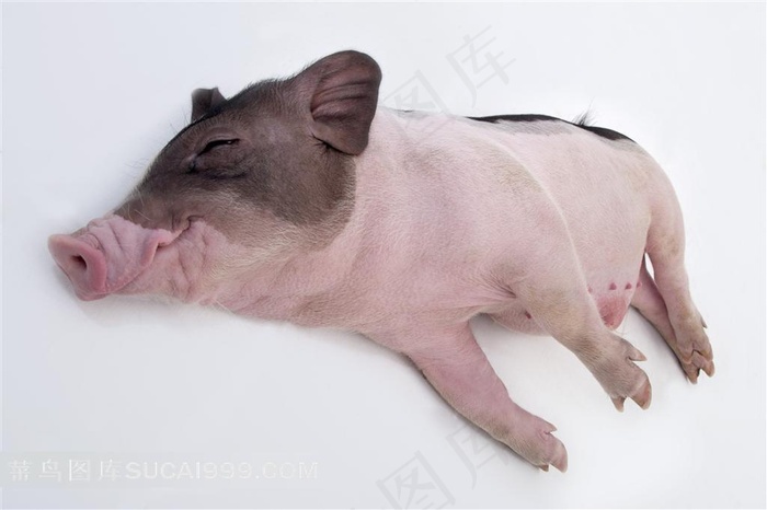 睡觉的宠物猪摄影图片