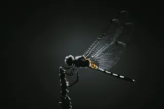 黑色蜻蜓图片素材