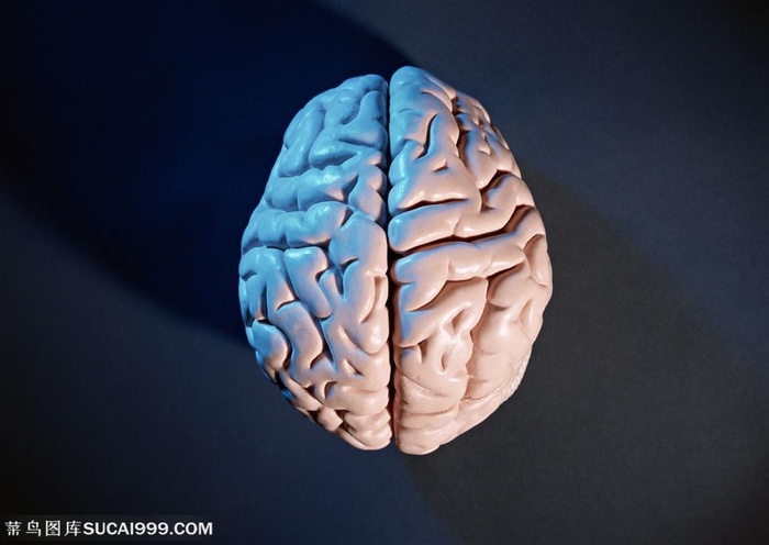 研究实验-大脑模型