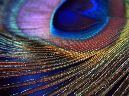 浪漫唯美古典孔雀羽毛家纺布匹花纹图案