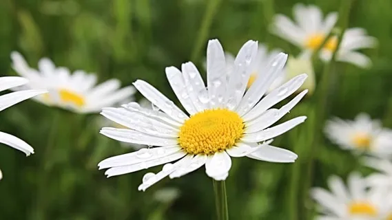 雏菊, 开花, 花, 夏天, 风, 春天, 场地, 自然