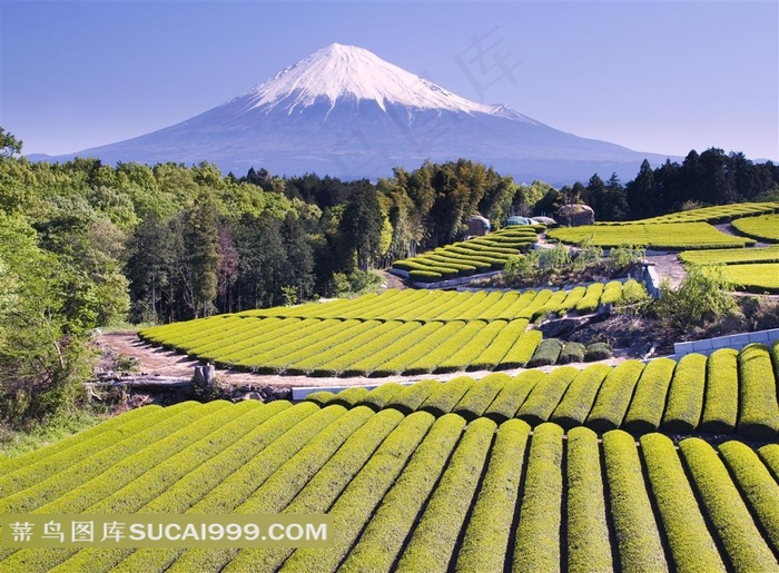 日本富士山与树木茶园风景摄影高清图片