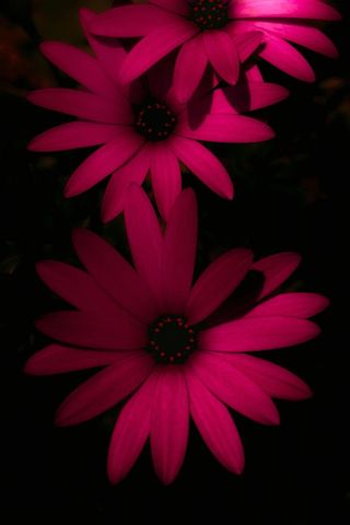 唯美高清红花壁纸鲜花图片