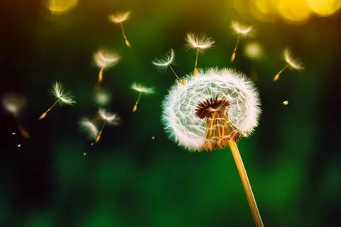 阳光下蒲公英随风飘扬摄影图