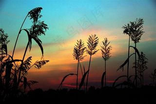 夕阳下的芦苇