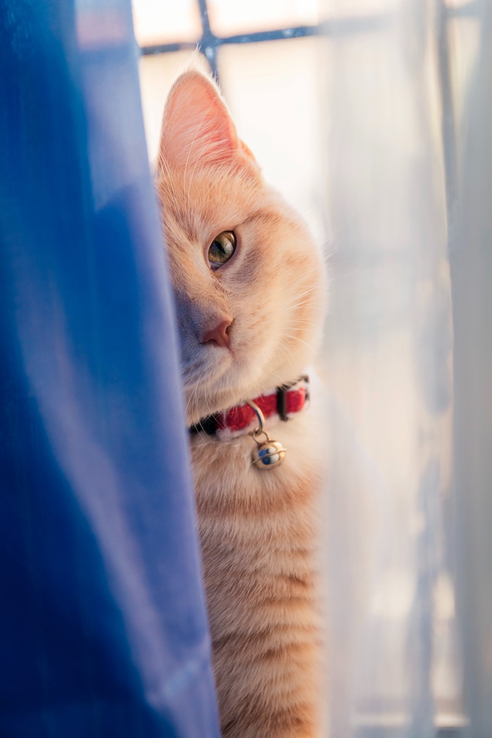可爱猫咪猫猫摄影素材