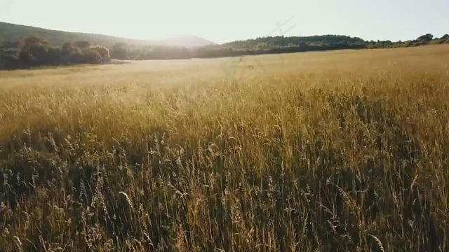 字段, 飞行, 阳光, 心情, 植被, 草场, 性质, 景观