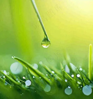 春天草地绿叶上的露珠，惊蛰雨水谷雨摄影图