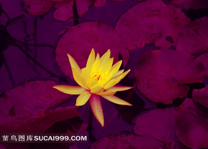 黄色娇美的蓝莲花素材