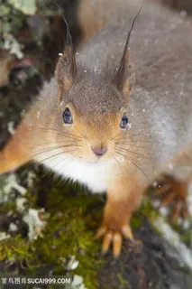 高清俯拍可爱松鼠野生动物图片 高清俯拍可爱松鼠野生动物图片