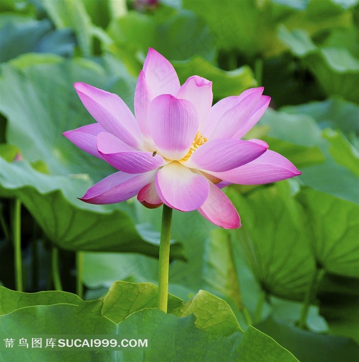 漂亮的荷花摄影素材