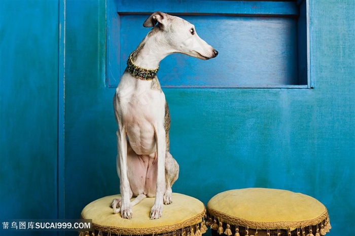 高清坐着的惠灵顿犬狗狗图片