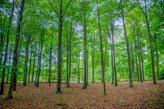 春天绿色森林图片