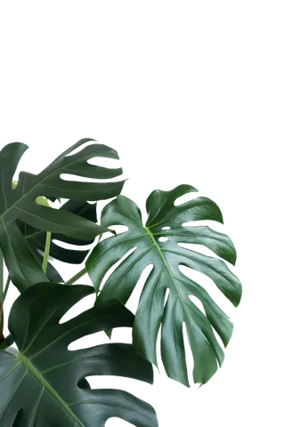 树木树枝树叶免扣素材