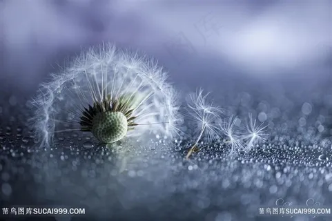 高清唯美蒲公英鲜花图片 高清唯美蒲公英鲜花图片