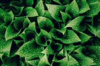 非主流绿叶植物水珠图片