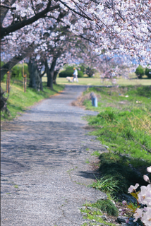 桃花小路背景玄关