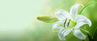 白色鲜花百合花鲜花意境简约，教师节淡雅摄影图