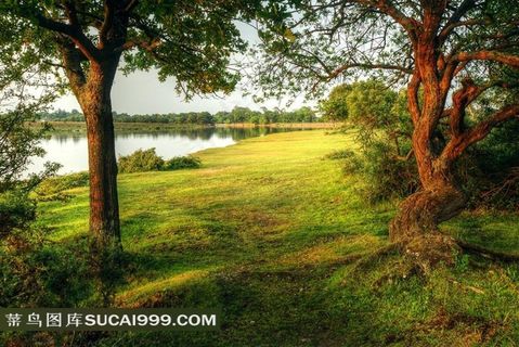 美丽的森林湖泊美景