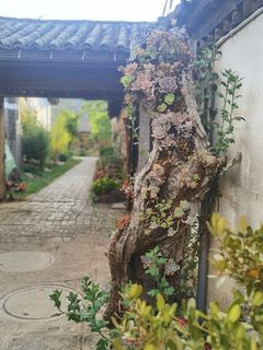 阳光下的宠儿多肉的各种姿势