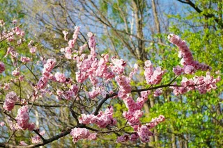 梅花树枝上粉红色的梅花素材图片