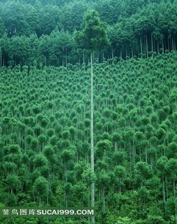 绿色森林高清摄影图