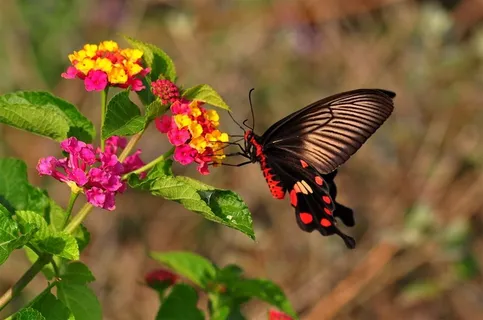 美丽蝴蝶玉带凤蝶摄影图 美丽蝴蝶玉带凤蝶摄影图