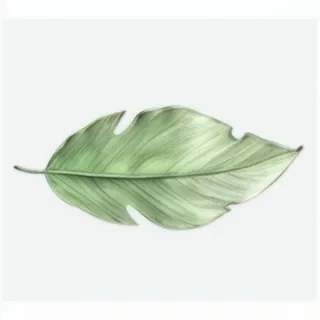 一片叶子png免抠