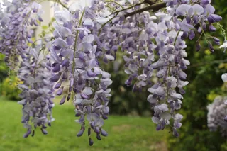 紫藤花开花图片